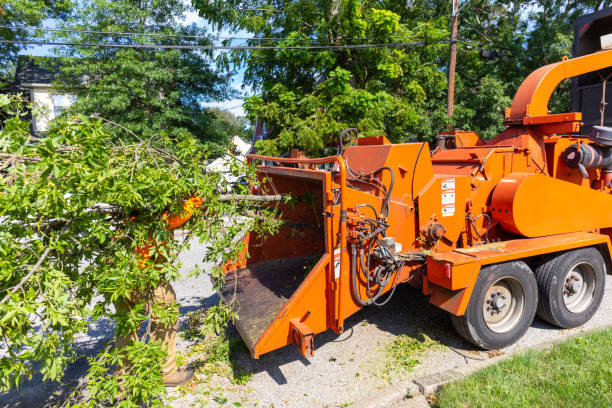 The Steps Involved in Our Tree Care Process in Villa Park, IL